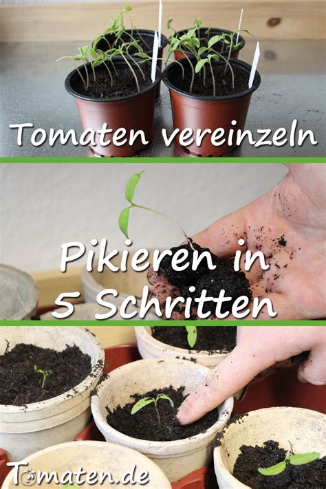 Tomaten Pikieren Wann Wie Tomaten Vereinzeln In Tomaten