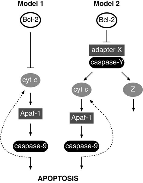 Two Models For The Regulation Of Apaf 1 Activity By Bcl 2 Pro Survival