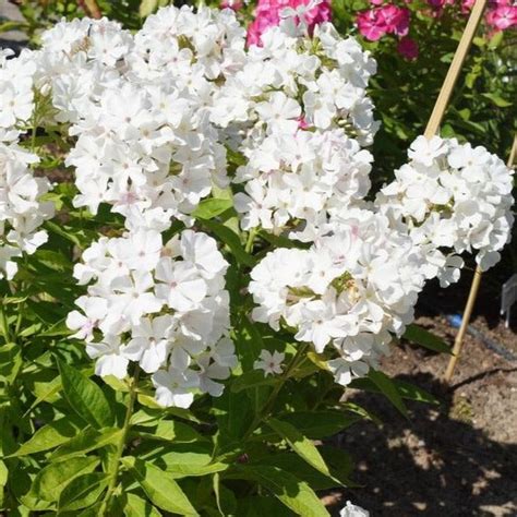 White Flame® Dwarf Garden Phlox —