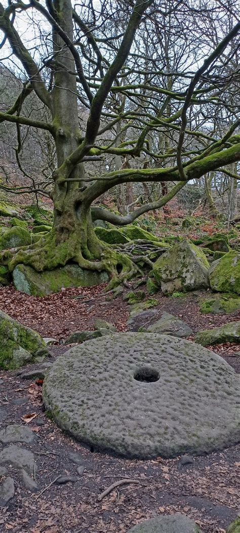 Old Deva On Twitter A Beautiful Tree Growing Round These Stones With