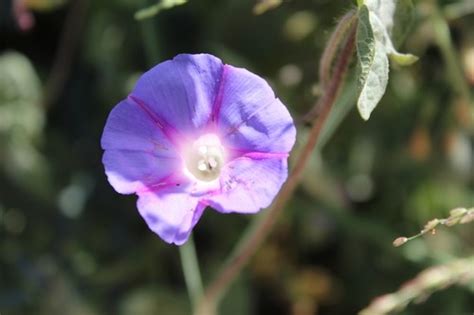 Manto De La Virgen Ipomoea Purpurea Picturethis