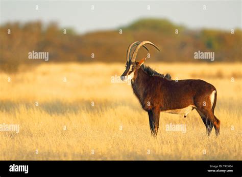 Sable Antelope Hippotragus Niger Male In Grassland South Africa