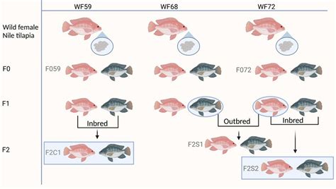 Frontiers Intergenerational Transfer Of Persistent Bacterial