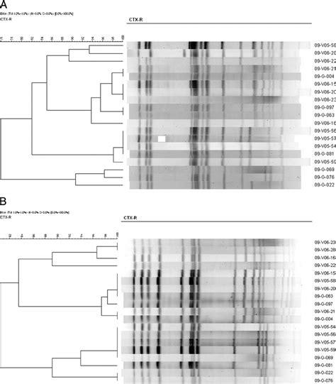 Dendrogram Generated By Bionumerics Software Showing The Cluster