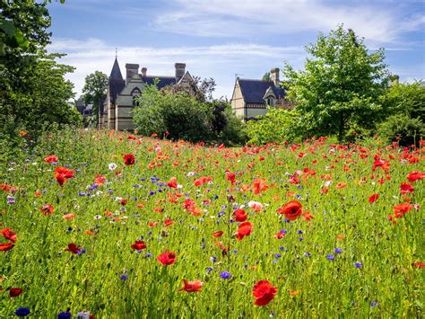 Cambridge University Botanic Garden | Ancient cities, Botanical gardens, Cambridge university