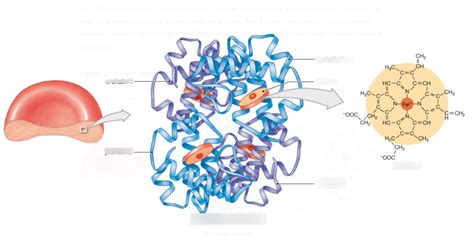 Ameritech A P Fall 2019 Chapter 19 Blood The Structure Of Hemoglobin