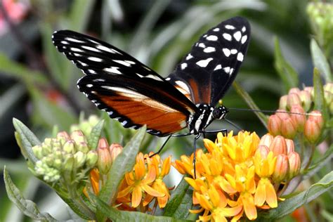 Fria Bild Fj Ril Natur Sommar Flora Blomma Garden Insekt