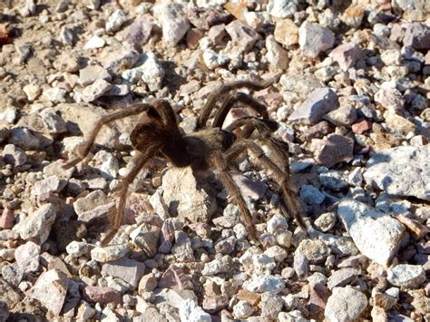 Winds of Destiny - RVLife: Desert Tarantula - 10/12/14