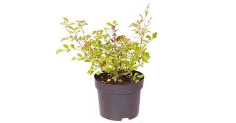 Rosa 'Rote the Fairy' / Piros virágszínű talajtakaró rózsa | Art&Garden ...