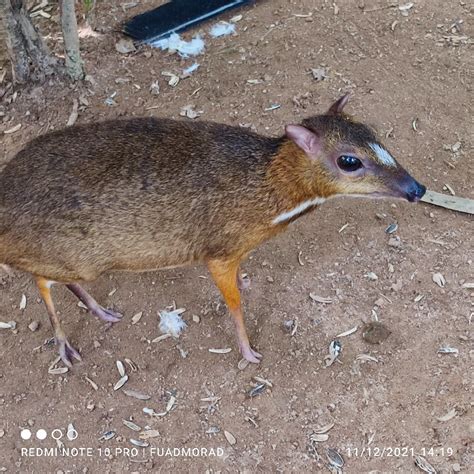 Tragulus javanicus (Lesser mousedeer) | Langkawi Wildlife Pa… | Flickr