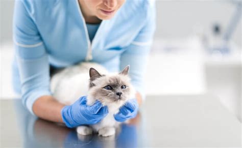 Robenacoxib for Cats: Overview, Dosage & Side Effects - Cats.com