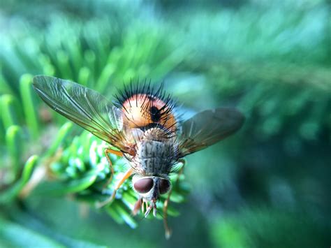 Macro Image of a fly image - Free stock photo - Public Domain photo ...