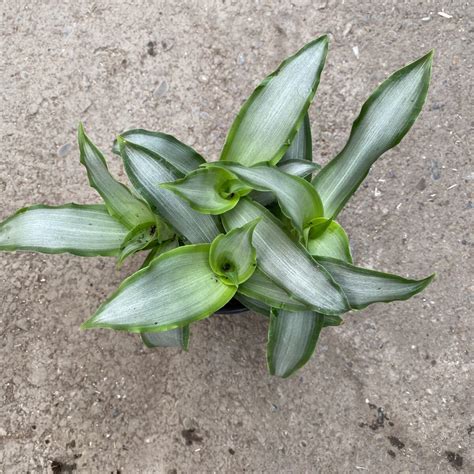 Moses In A Boat ‘silver Tradescantia Spathacea ‘silver Tropicals