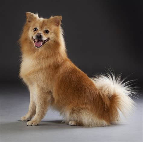 German Spitz Mittel Info Temperament Puppies Pictures