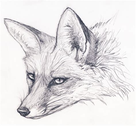 Fox Stare By Silvercrossfox On Deviantart Fox Sketch Fox Drawing