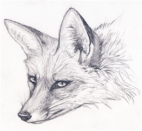 Fox Stare By Silvercrossfox On Deviantart Fox Sketch Fox Drawing