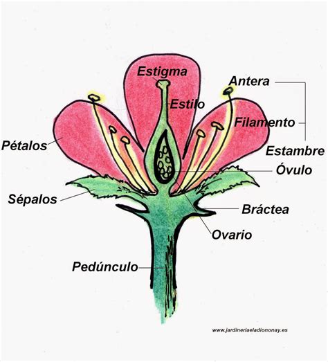 Partes De Una Planta Con Flor Images And Photos Finder