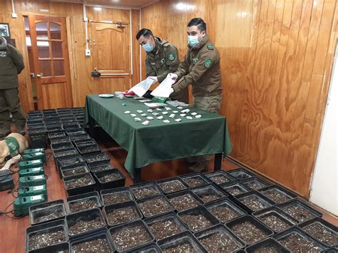 Duro Golpe Al Trafico De Drogas Os Incauto Maceteros Con