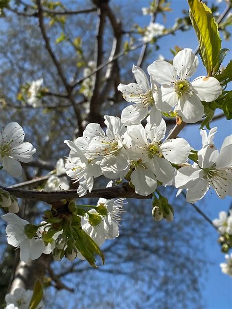 Kirsch und Mandelblüte weiss schwarz