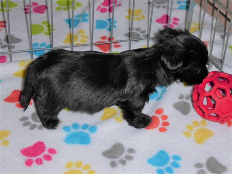 Lewis Male Havashire (Havanese/Yorkshire terrier) | Buy Puppies in ...