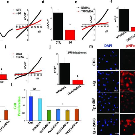 Role Of Calcium On Mscs Viability And Cell Proliferation A Mtt Assays Download Scientific