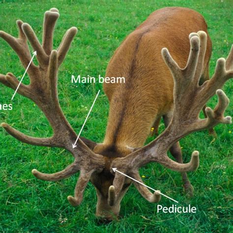 (PDF) Organic and mechanical properties of Cervidae antlers: a review