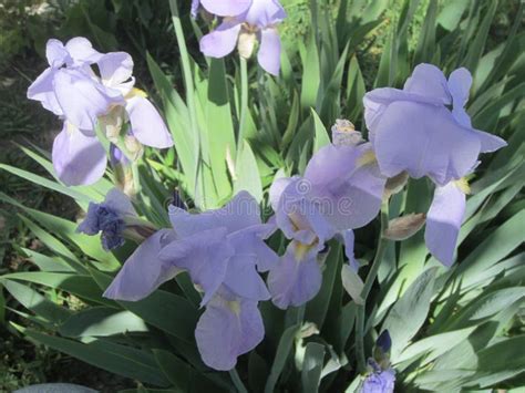 Bouquet of purple irises. stock photo. Image of bouquet - 115178968