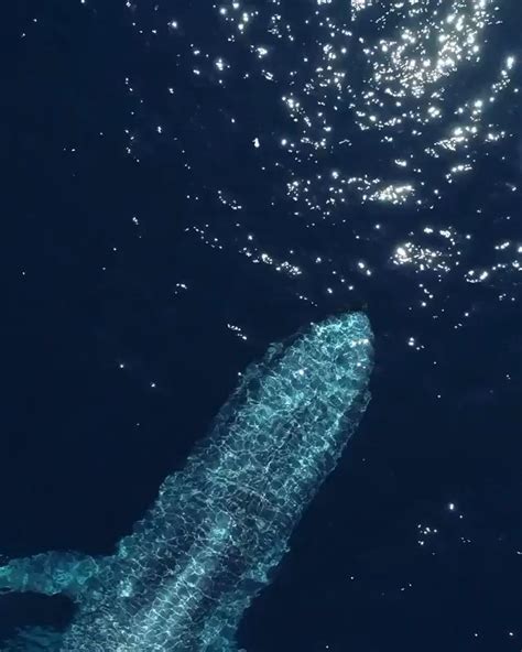 This blue whale and her baby swimming under her : r/aww