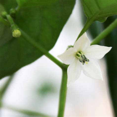 Los Diarios Vegetales: El cultivo del Chile Serrano (o Chile Verde) en ...