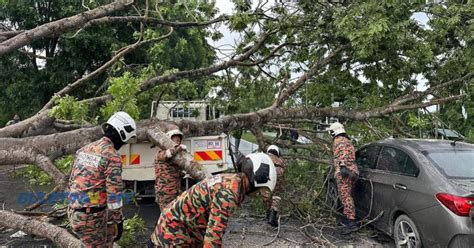 VIDEO Pokok Tumbang Hempap 2 Kenderaan 2 Pemandu Nyaris Maut