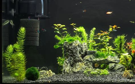 Gallon Fish Tank Setup Complete Guide For Beginners Full Guide