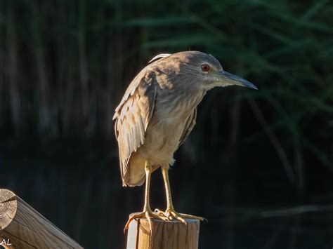 Martinete común juvenil Black crowned night heron juv Flickr