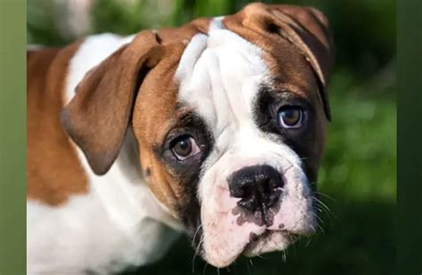 Best Toys For American Bulldogs Wow Blog