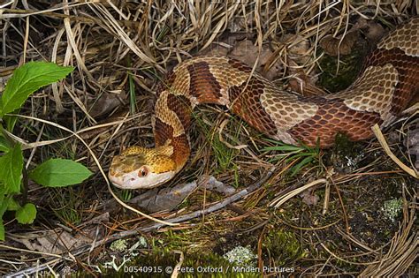 Copperhead Stock Photo Minden Pictures