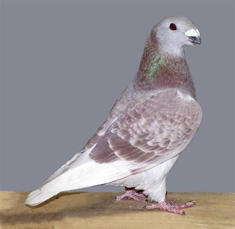 Show Homer Pigeons For Sale Pigeon Breeds Pigeon Bird Pigeon Pictures