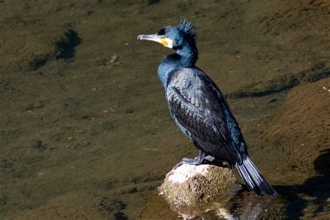 Great Cormorantphalacrocorax Carbo Introducing The Characteristics