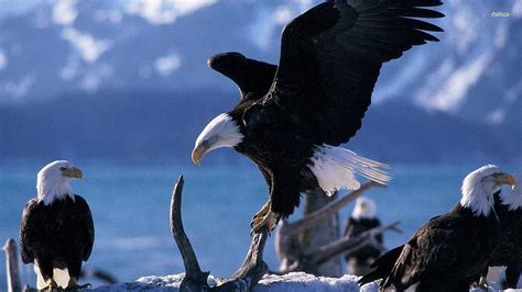 American Bald Eagle X Eagle Hd Wallpaper Pxfuel