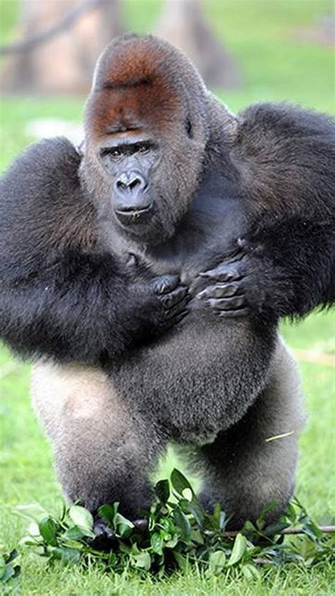 Kay Morrison Silverback Gorilla High Quality Backgrounds Hd Phone