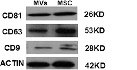 Western Blot Analysis On The Expression Of The Exosomal Markers Cd63