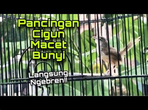 Pancingan Cigun Muda Agar Bunyi Ngebren Nembak Gacor Ciblek Gunung