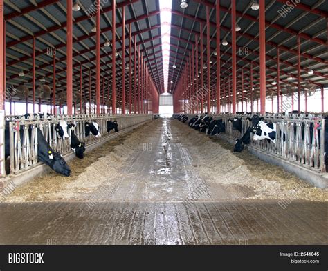 Cow Barn Image & Photo | Bigstock