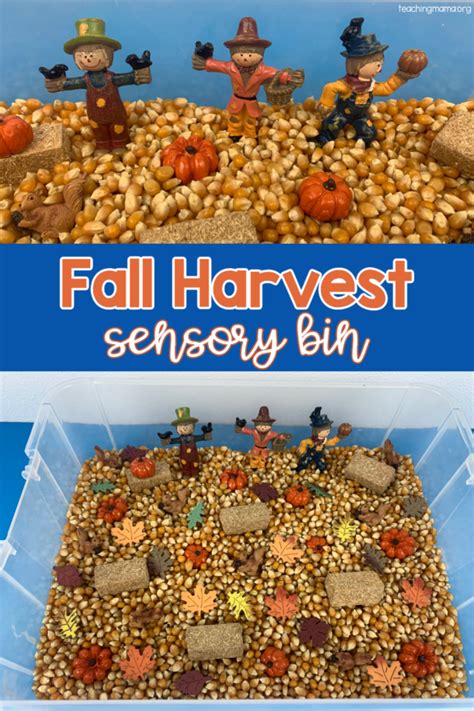 Fall Harvest Sensory Bin Teaching Mama