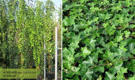 Hedera Helix Hibernica Hibernica Irish Ivy Atlantic Ivy Climbing