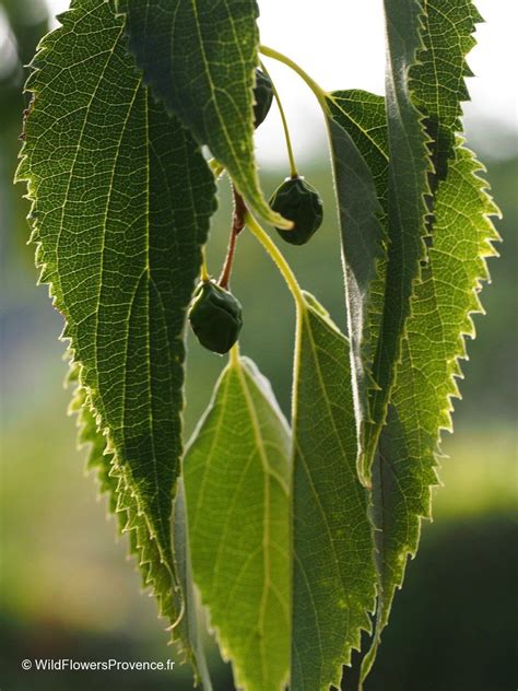 celtis australis wild  provence