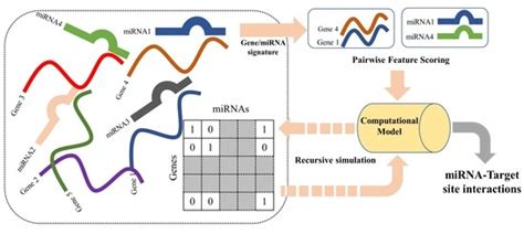 Genes Free Full Text Mintruls Prediction Of Mirnamrna Target Site Interactions Using