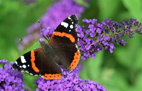 Vanessa Atalanta Buy Butterflies