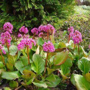 Bergenia Crassifolia U Hortensia De Invierno La Jardinoteca Plants