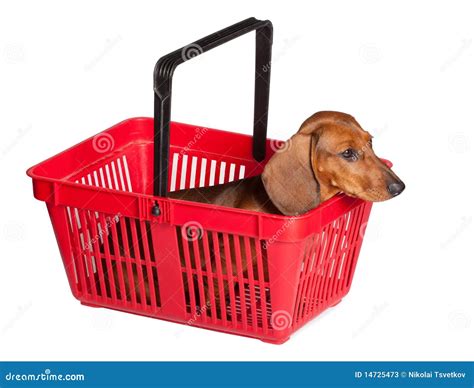 Filhote De Cachorro Do Dachshund Que Senta Se Na Cesta Do Consumidor