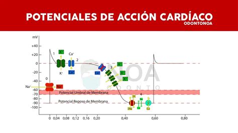 POTENCIAL DE ACCIÓN CARDÍACO EXPLICADO FÁCIL FISIOLOGÍA DEL LIBRÓ