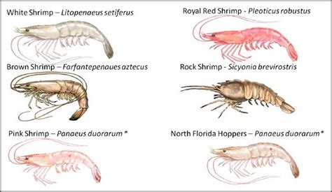 Saltwater Shrimp Species